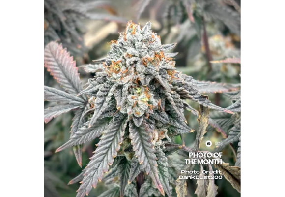 Elev8 Frosty Bananas