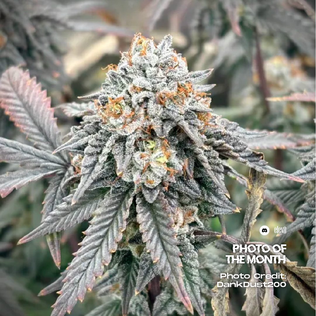 Elev8 Frosty Bananas