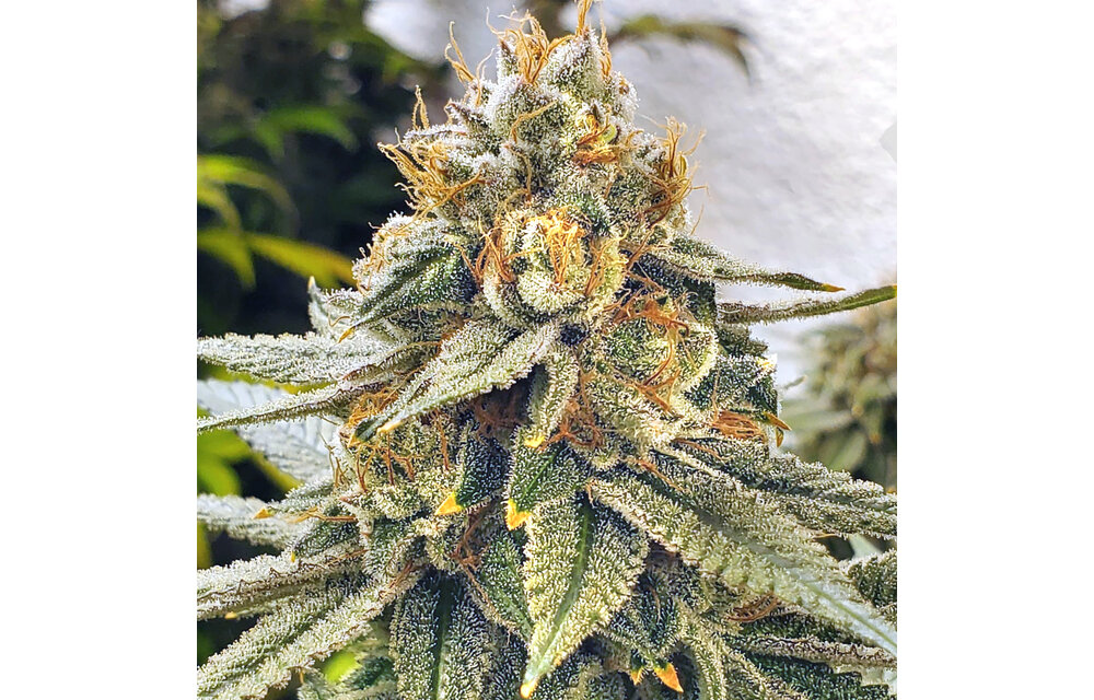 Elev8 White Blizzard