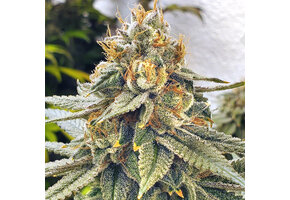 Elev8 White Blizzard