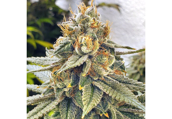 Elev8 White Blizzard