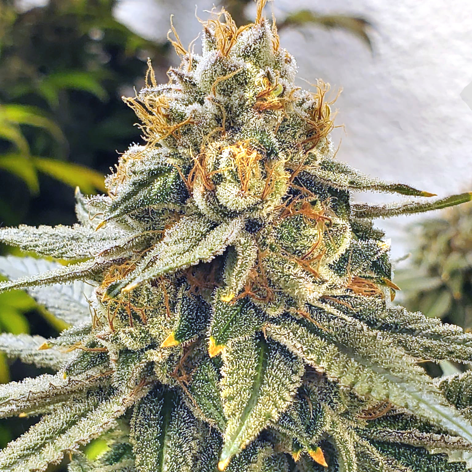 Elev8 White Blizzard