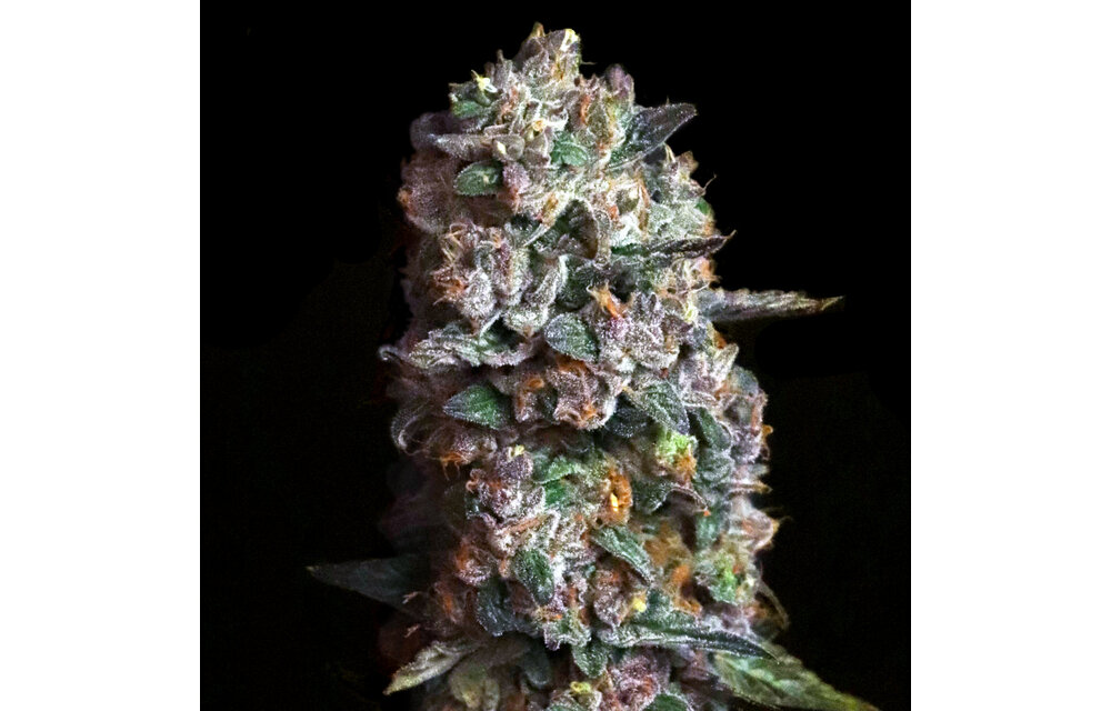 Elev8 Pink Slurpee