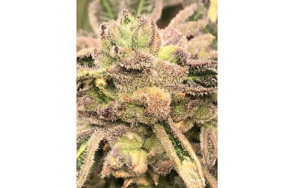Elev8 Apple Fritter S1