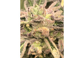 Elev8 Apple Fritter S1