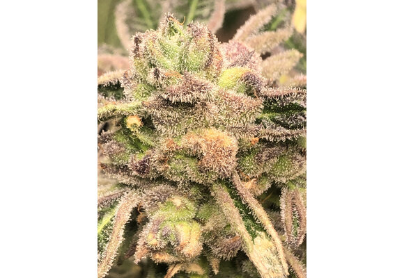 Elev8 Apple Fritter S1