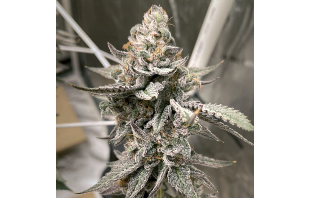 Elev8 Beaver Cookies