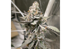 Elev8 Beaver Cookies