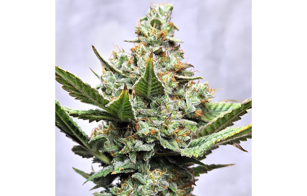 Elev8 Prime8 Fuel