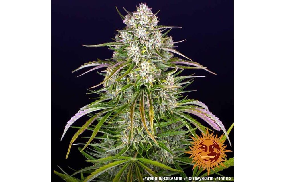 Barney’s Farm Wedding Cake Auto 3pk