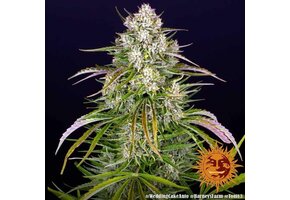 Barney’s Farm Wedding Cake Auto 3pk