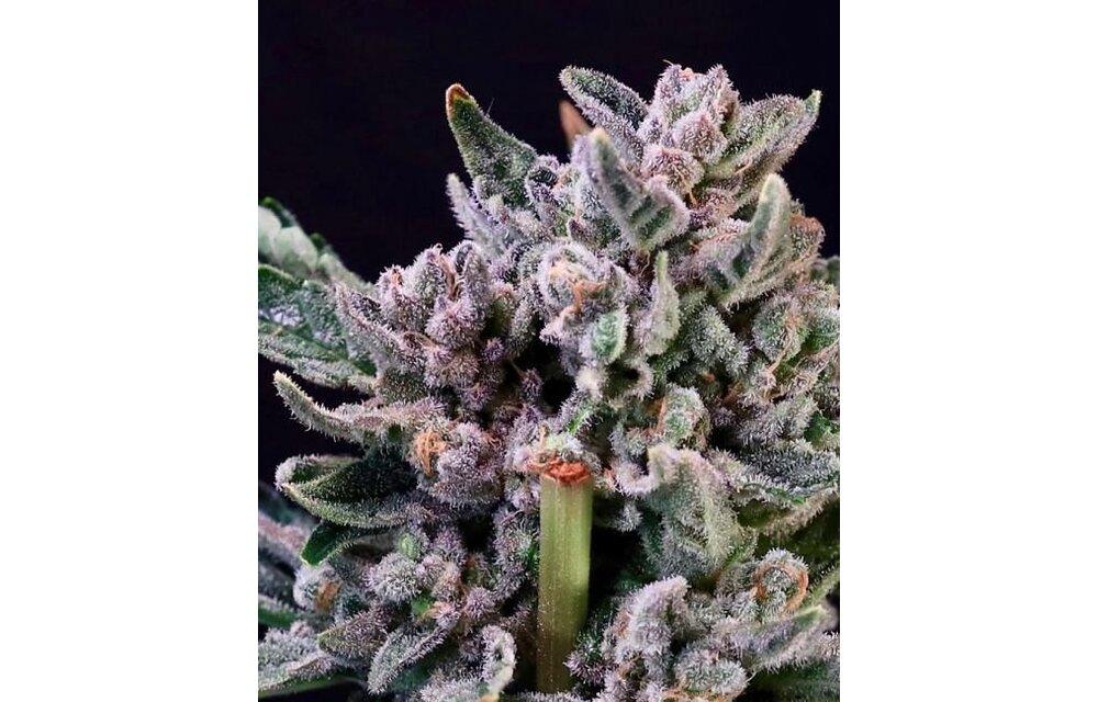 White Label Gelato #41 x RS11 10pk