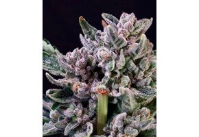 White Label Gelato #41 x RS11 10pk