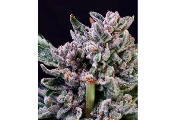 White Label Gelato #41 x RS11 10pk