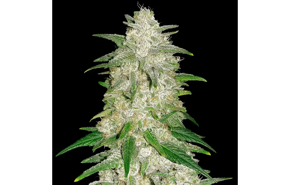 Fast Buds Gelato Auto 3pk