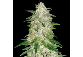 Fast Buds Gelato Auto 3pk