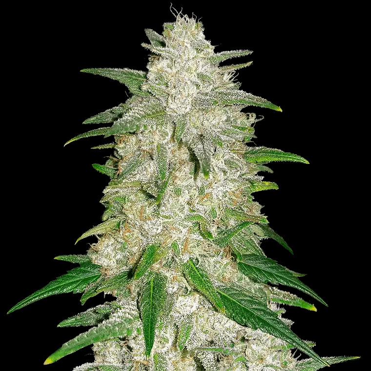 Fast Buds Gelato Auto 3pk