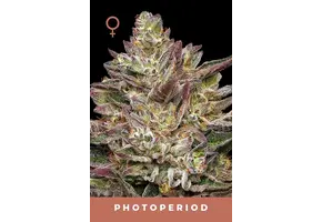 Humboldt Guzzlers 5 pk