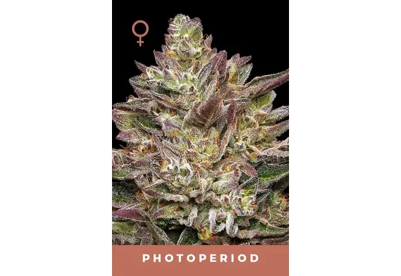 Humboldt Guzzlers 5 pk