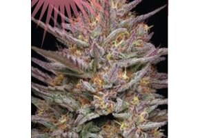 Humboldt Raspberry Parfait 5 pk