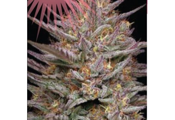 Humboldt Raspberry Parfait 5 pk