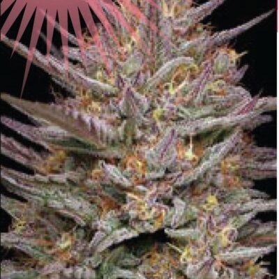 Humboldt Raspberry Parfait 5 pk