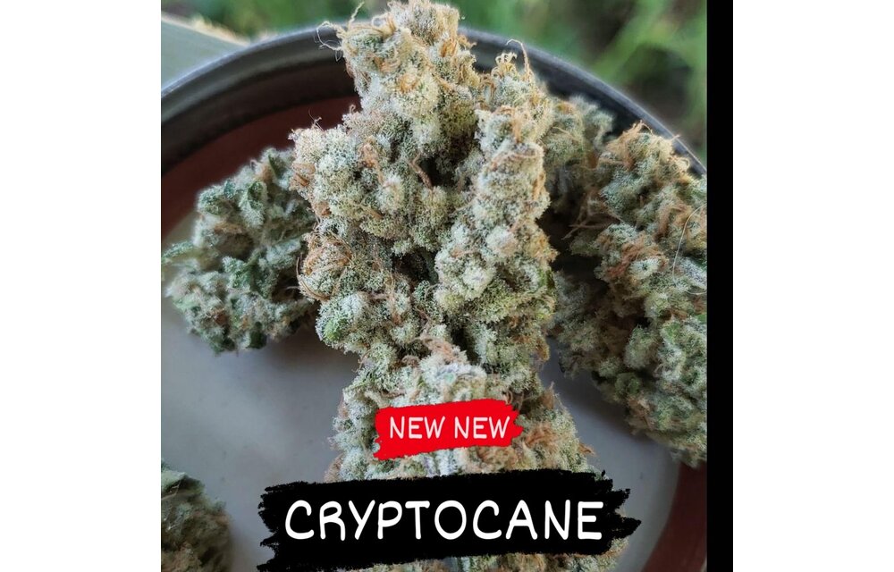 In-House Genetics Cryptocane 3pk