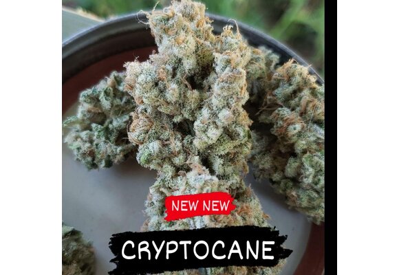 In-House Genetics Cryptocane 3pk