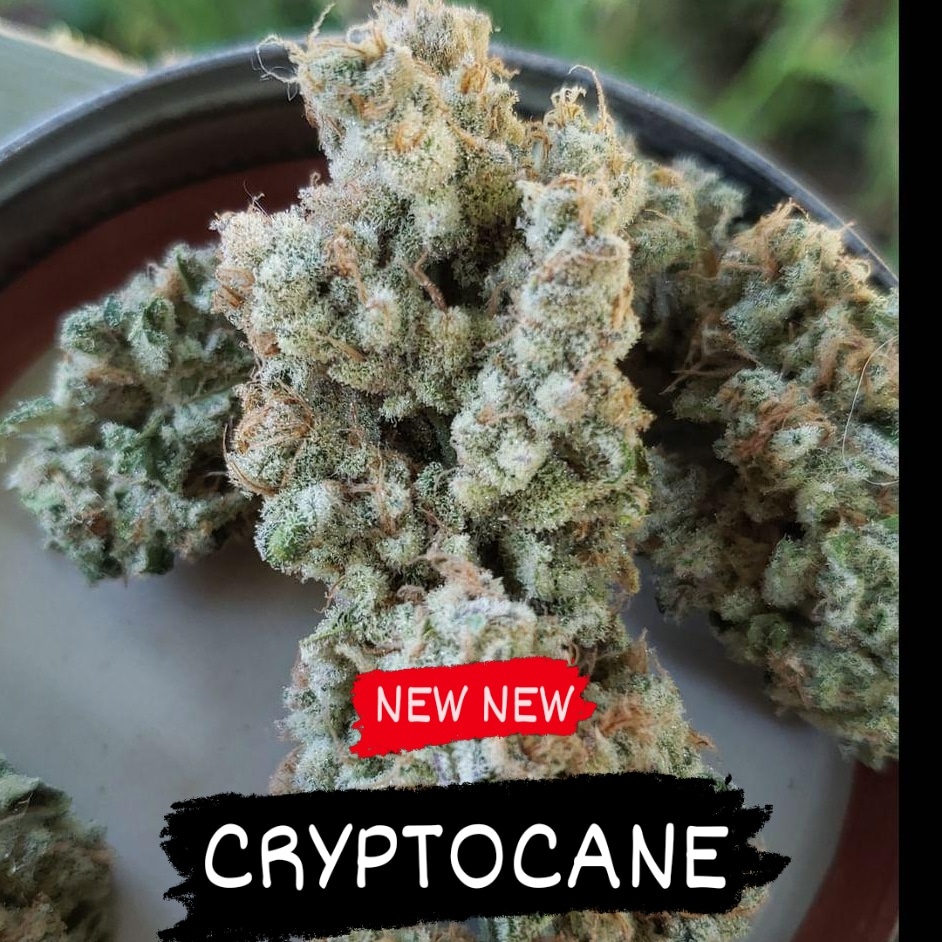 In-House Genetics Cryptocane 3pk