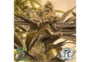 In-House Genetics Glazed Pastries 3pk