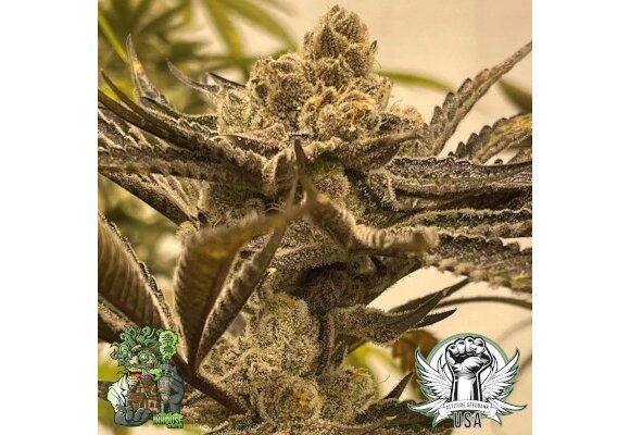 In-House Genetics Glazed Pastries 3pk