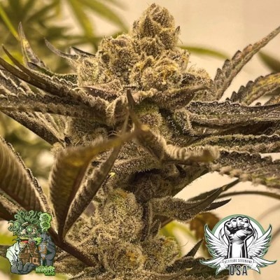 In-House Genetics Glazed Pastries 3pk