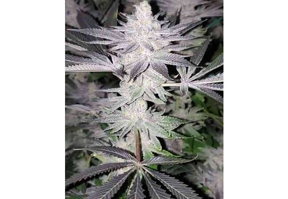 In-House Genetics Frozen Grapes 3pk