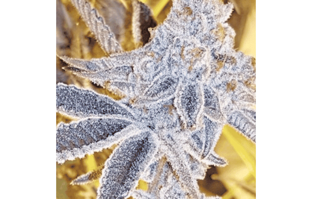 In-House Genetics Platinum Dosi 3pk