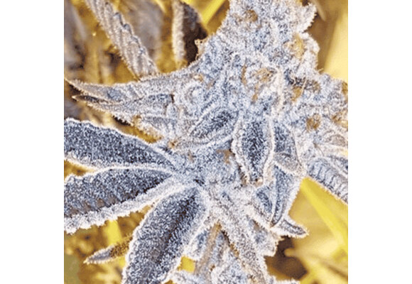 In-House Genetics Platinum Dosi 3pk