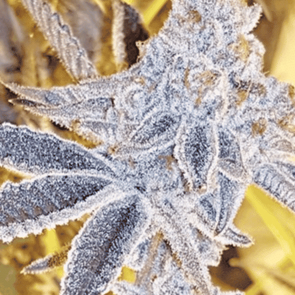 In-House Genetics Platinum Dosi 3pk