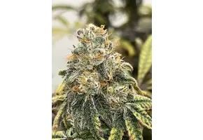 Square one ocean fruit 10 fems