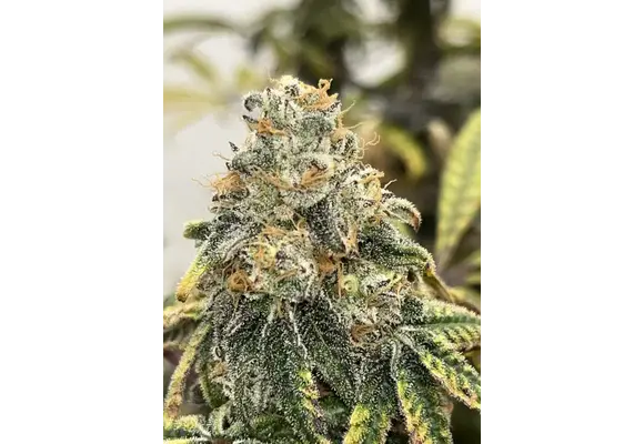 Square one ocean fruit 10 fems