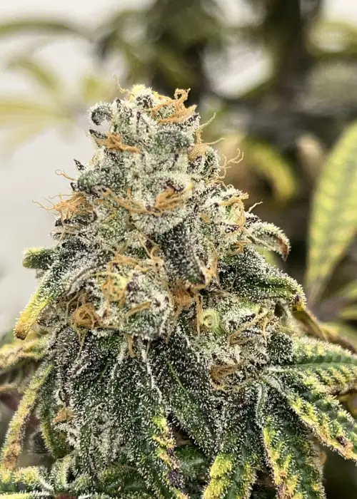 Square one ocean fruit 10 fems