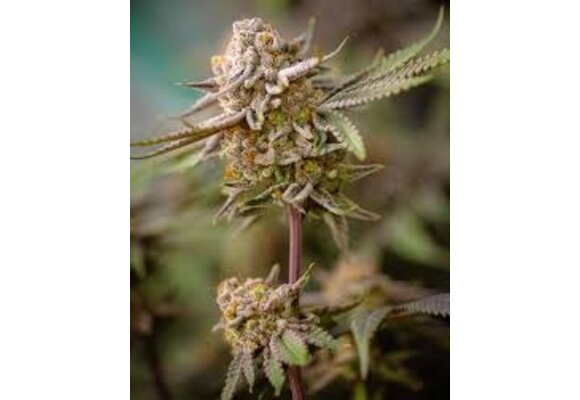 Robin Hood iced wild berry 5 fem