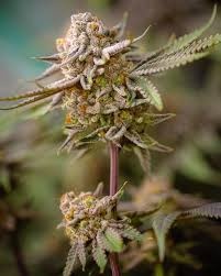 Robin Hood iced wild berry 5 fem