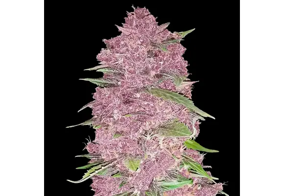 Fast Buds Purple Lemonade 3pk Auto