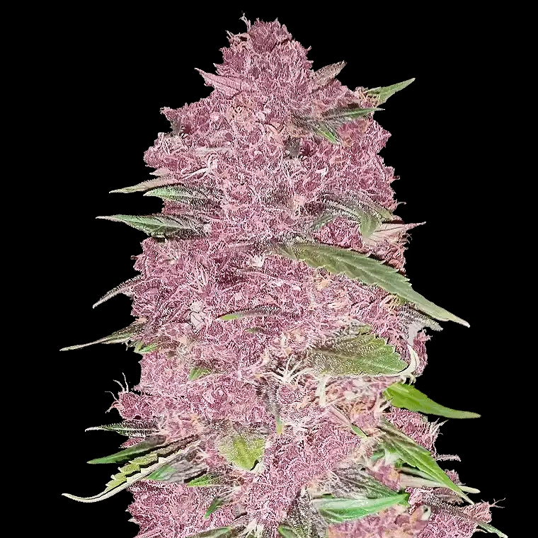 Fast Buds Purple Lemonade 3pk Auto
