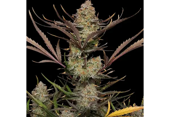 Fast Buds Apple Strudel