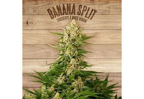 In-House Genetics Banana Split