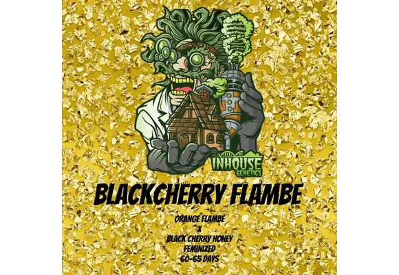 In-House Genetics Black Cherry Flambé 3pk