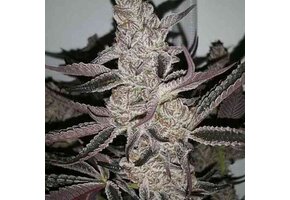 In-House Genetics Crystal Cookies V2 3pk