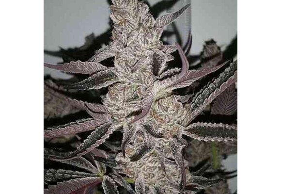 In-House Genetics Crystal Cookies V2 3pk