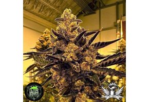 In-House Genetics Magenta OG 3pk