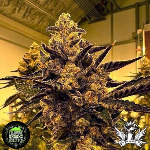 In-House Genetics Magenta OG 3pk